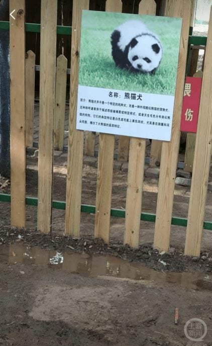 填补无熊猫空白 动物园将松狮犬染成“熊猫犬”