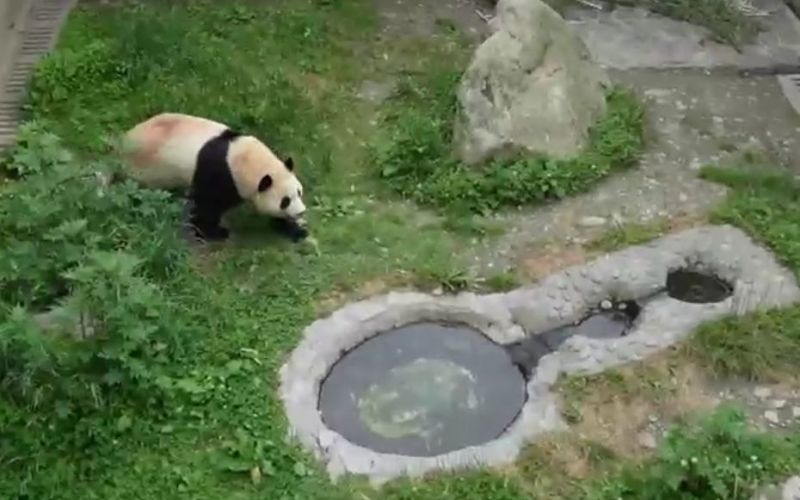 大熊猫“福宝”下月与公众见面