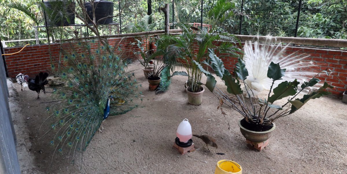 大都會/封面/沙亞南國家植物園迎來全新動物園／17圖