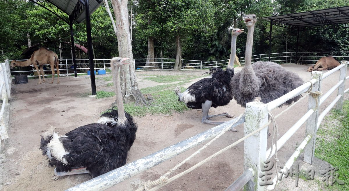 大都會/封面/沙亞南國家植物園迎來全新動物園／17圖