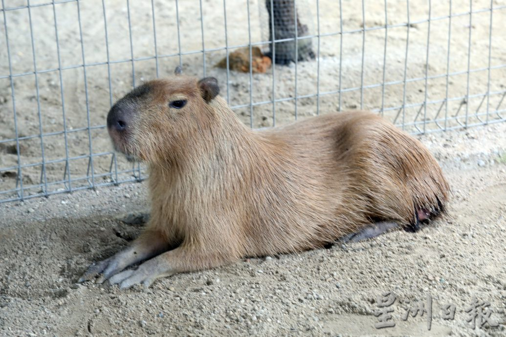 大都會/封面/沙亞南國家植物園迎來全新動物園／17圖