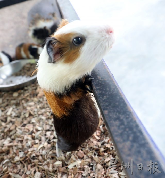 大都會/封面/沙亞南國家植物園迎來全新動物園／17圖