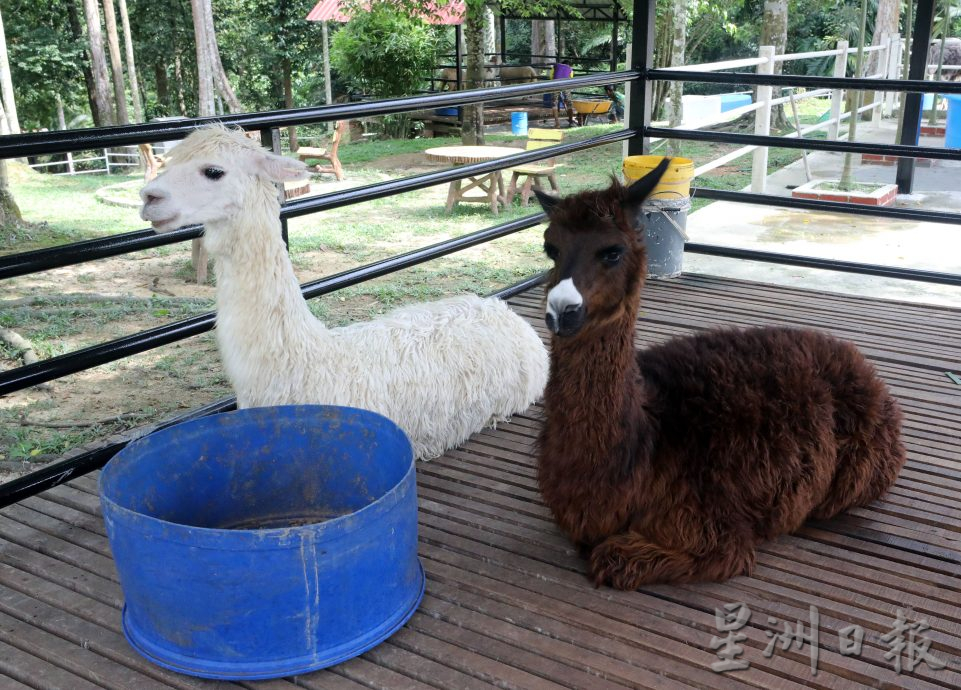 大都會/封面/沙亞南國家植物園迎來全新動物園／17圖