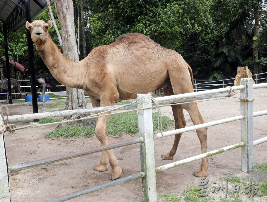 大都會/封面/沙亞南國家植物園迎來全新動物園／17圖