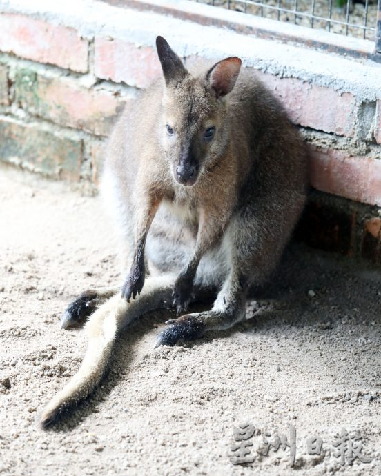 大都會/封面/沙亞南國家植物園迎來全新動物園／17圖