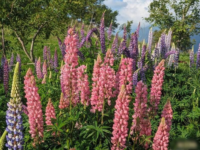 好美！ 彩色鲁冰花盛开 福寿山农场七彩耀人