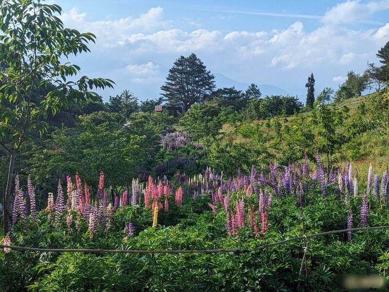 好美！ 彩色鲁冰花盛开 福寿山农场七彩耀人