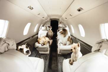 宠物狗航班美国首飞，一人一狗票价6000美元