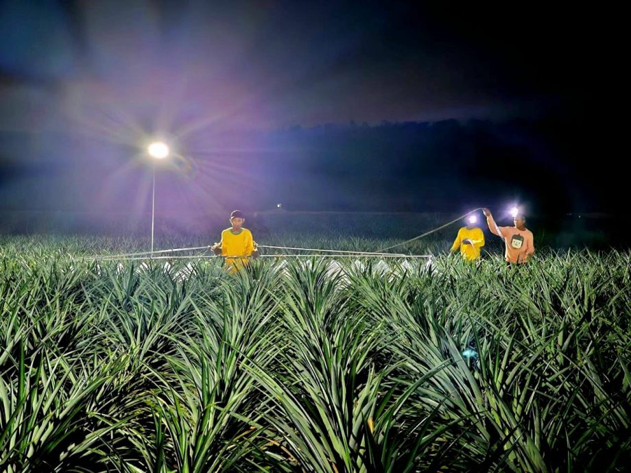 *已签发*柔：大马黄梨局研究夜耕法  提高全国黄梨产量