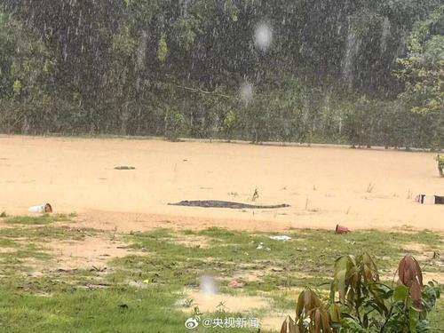 广东暴雨冲塌养殖场外墙　4鳄鱼逃出　3条已捉回