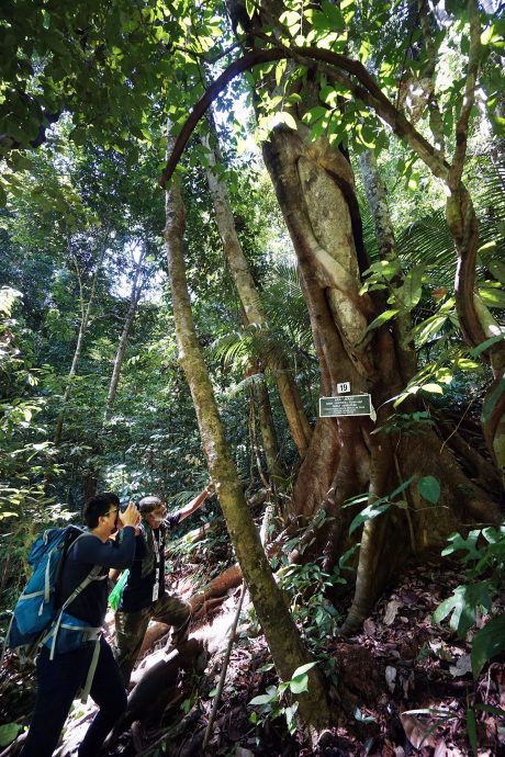 搶救受損貧瘠森林 鄭國霖：霹9年526公頃植樹造林