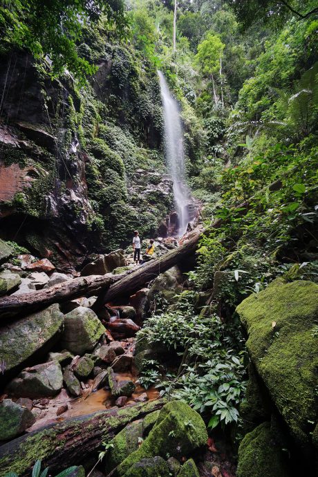 搶救受損貧瘠森林 鄭國霖：霹9年526公頃植樹造林