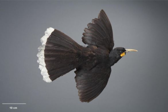 拼盤 世界最貴一根羽毛  拍賣逾10萬　