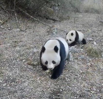 拼盘∕秦岭拍到两对野生大熊猫母子同框画面 