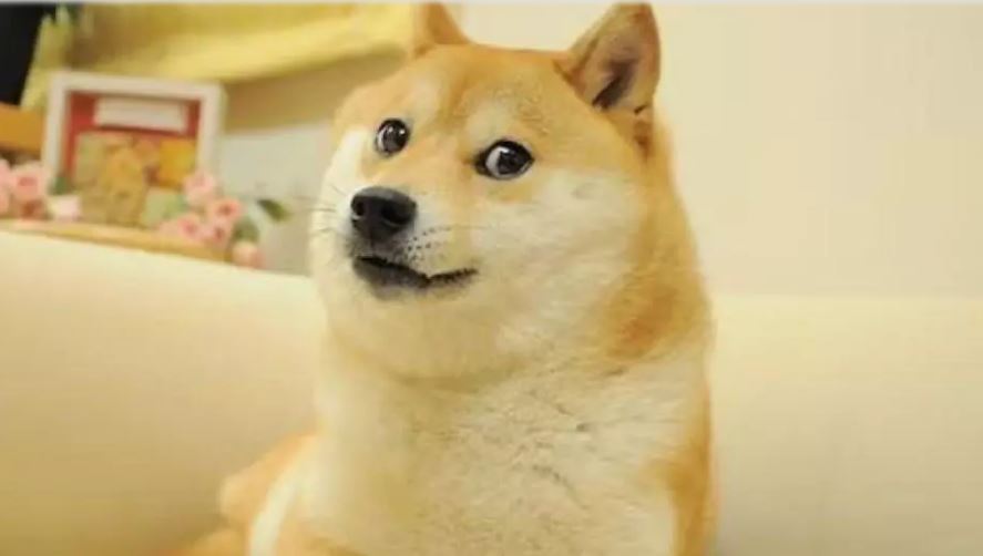 日本狗狗币本尊柴犬安息了 饲主：它是世上最幸福狗狗