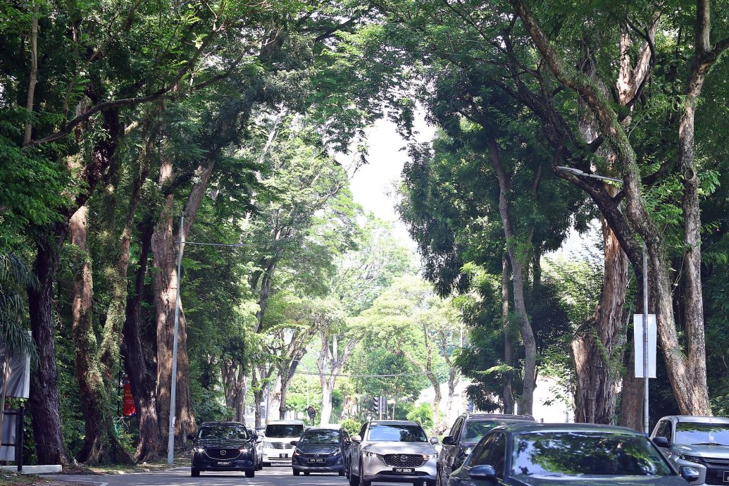 檳威154樹有風險 方美錸：綠化重要安全更重要