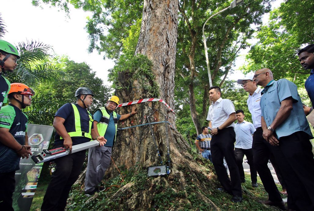 檳威154樹有風險 方美錸：綠化重要安全更重要