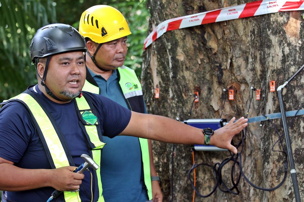 槟威154树有风险 方美铼：绿化重要安全更重要