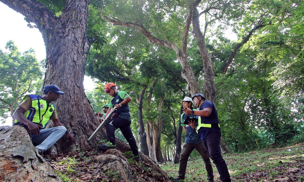 槟威154树有风险 方美铼：绿化重要安全更重要