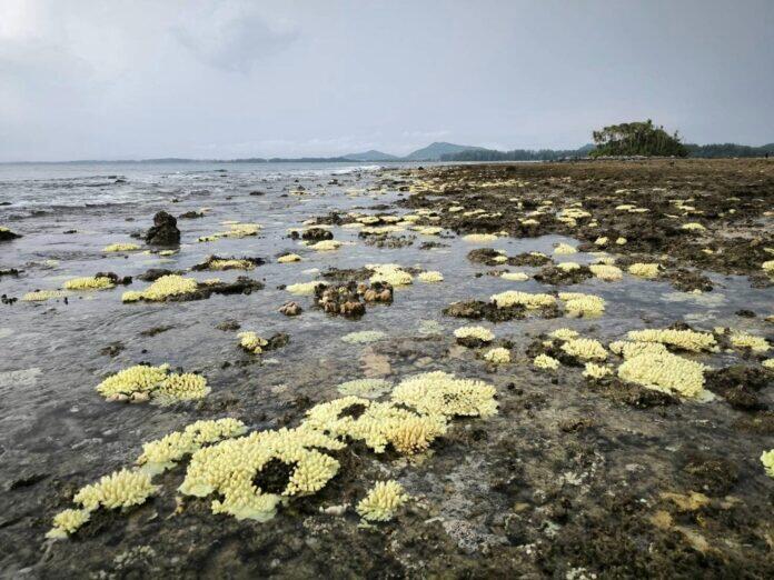 热海水“烫死”珊瑚 海洋公园处处白珊瑚好可怕	