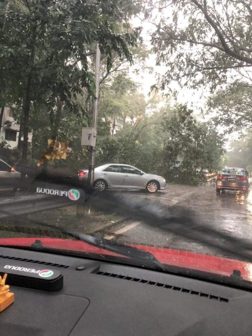 狂风暴雨袭击 大城堡和旧古仔路也发生树倒意外