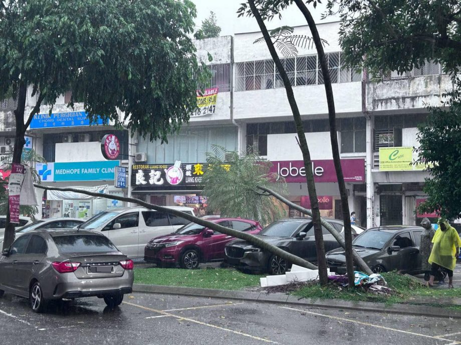 狂风暴雨袭击 大城堡和旧古仔路也发生树倒意外