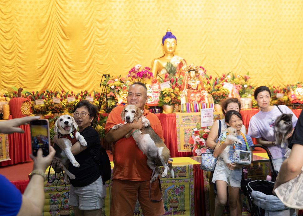 狮城大乘禅寺庆卫塞节 为宠物加持祈福