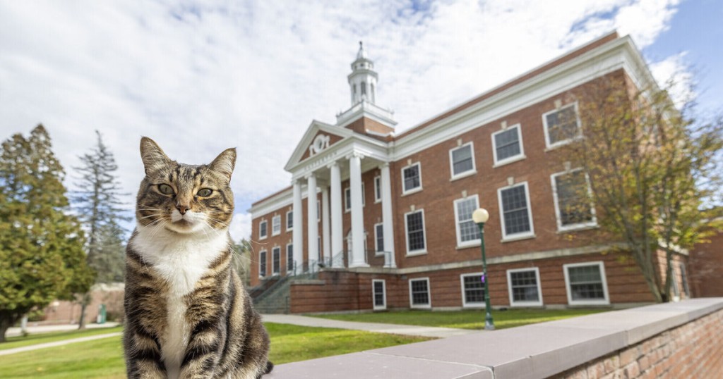 美虎纹猫每天到大学听课 获颁荣誉博士学位