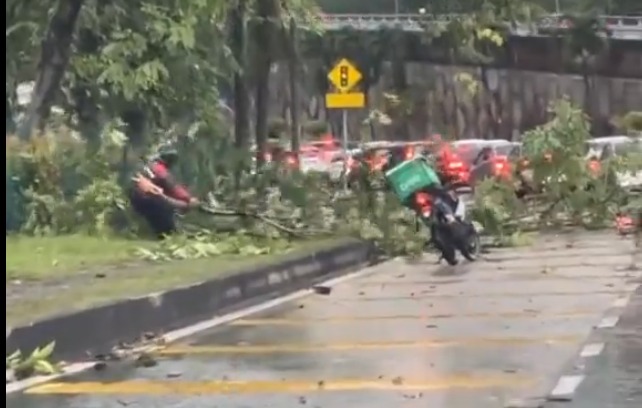 视频 | 树倒阻碍交通 送餐员冒雨独自移走树木