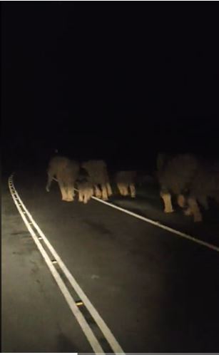 视频|遇象群“设路障”挡路 司机：祈祷后大象才散去
