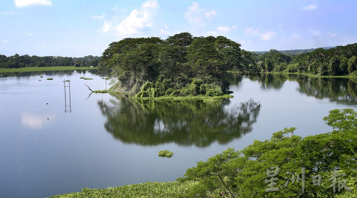 近打生态园珍贵湿地观鸟区  湖泊孤岛候鸟翔聚