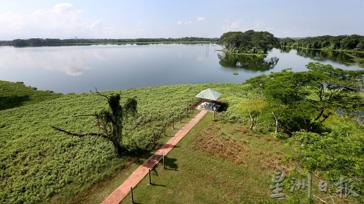 近打生态园珍贵湿地观鸟区  湖泊孤岛候鸟翔聚