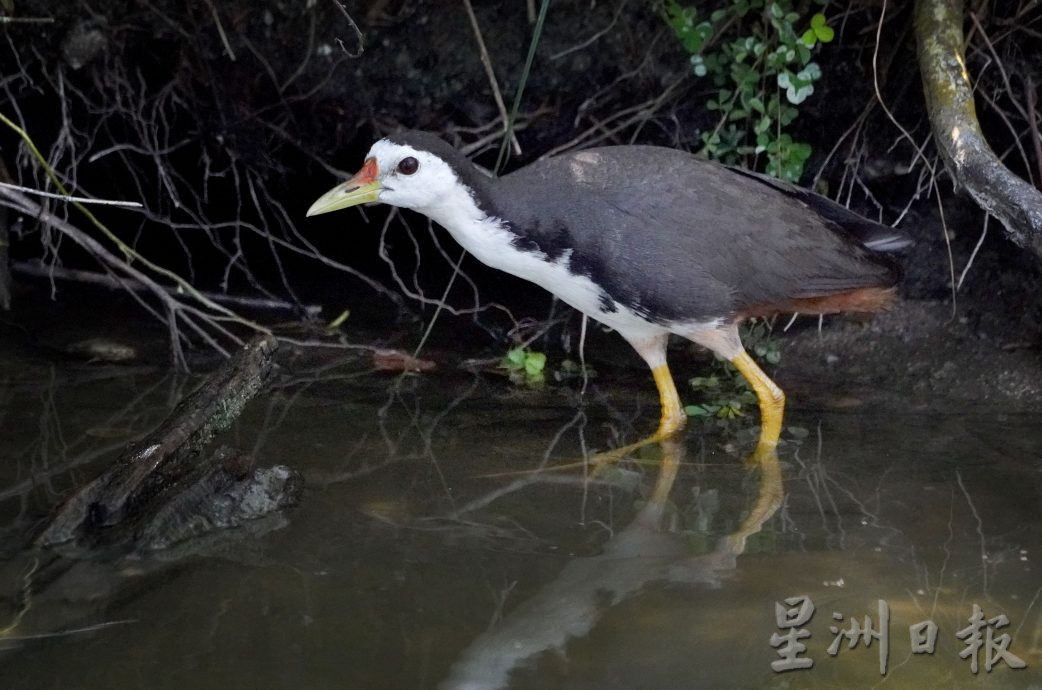 近打生态园珍贵湿地观鸟区  湖泊孤岛候鸟翔聚