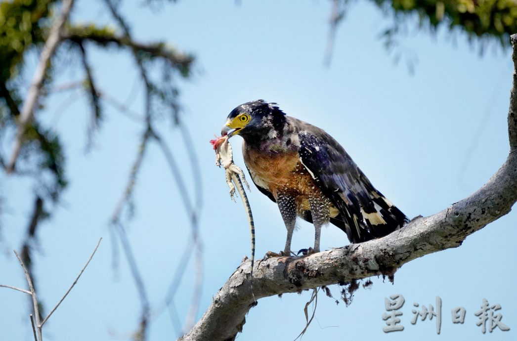 近打生態園珍貴溼地觀鳥區  湖泊孤島候鳥翔聚