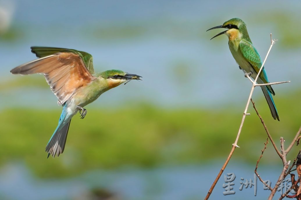 近打生態園珍貴溼地觀鳥區  湖泊孤島候鳥翔聚