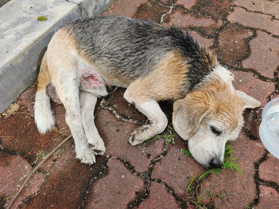 霹：封面主文／名犬不能幸免 找新币也成弃养借口