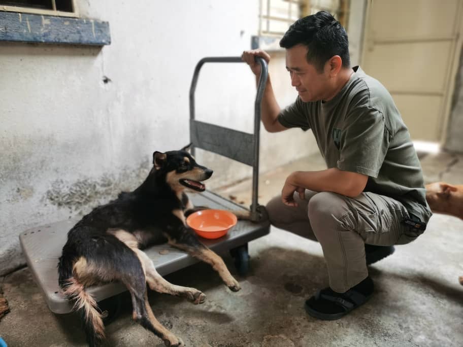 霹：封面主文／名犬不能幸免 找新币也成弃养借口