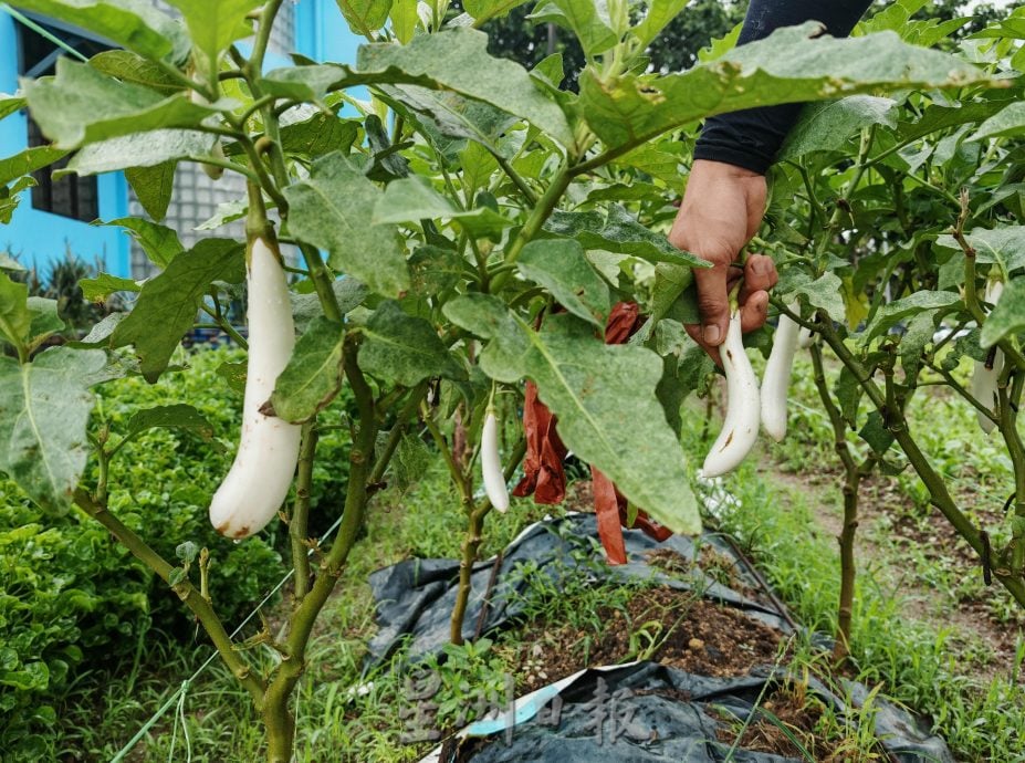 （古城封面主文）天气不稳定，有机蔬菜种植难上加难，收成大减