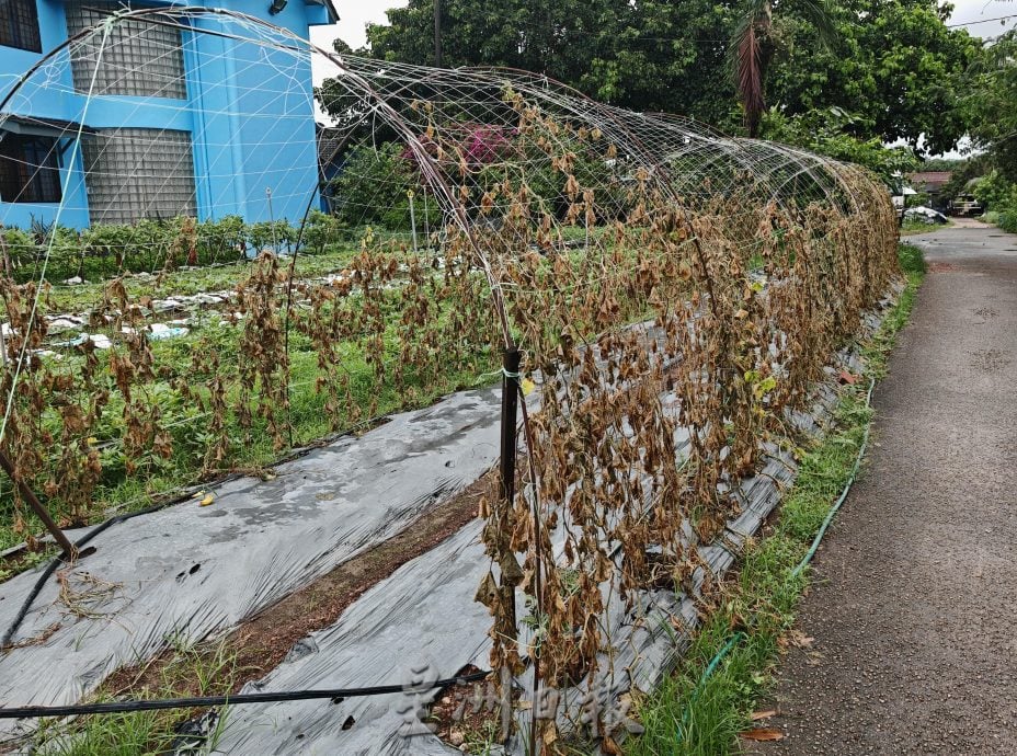 （古城封面主文）天气不稳定，有机蔬菜种植难上加难，收成大减