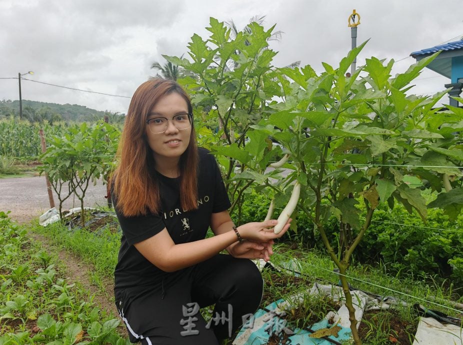 （古城封面主文）天气不稳定，有机蔬菜种植难上加难，收成大减