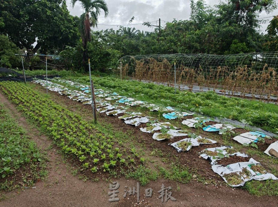 （古城封面主文）天气不稳定，有机蔬菜种植难上加难，收成大减