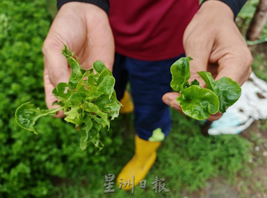 （古城封面主文）天气不稳定，有机蔬菜种植难上加难，收成大减