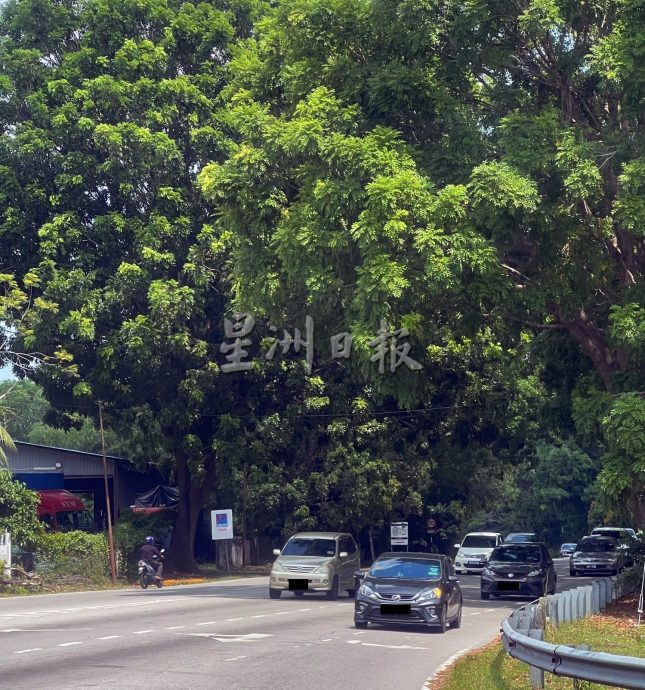 （古城封面主文）樹倒危機處處·市議會‘三減一’方案減樹量