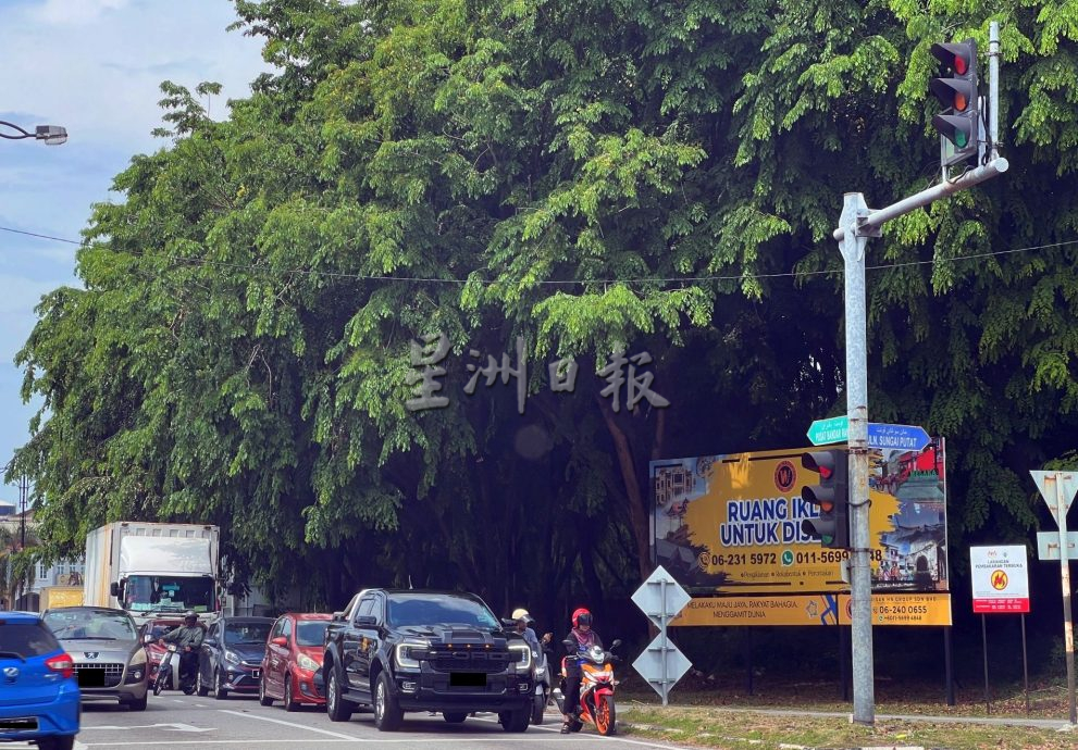 （古城封面主文）树倒危机处处·市议会‘三减一’方案减树量