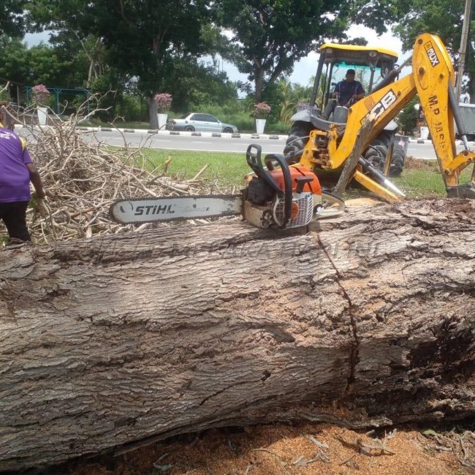 （古城封面副文）野新市议会拨款75万砍修树木