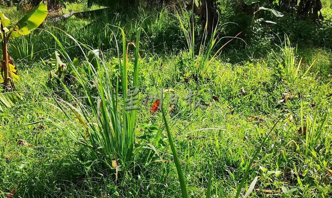 （古城）环保酵素净化阿依沙叻河初见成果 污浊度转好 村民用作灌溉农作物，减少依赖农药