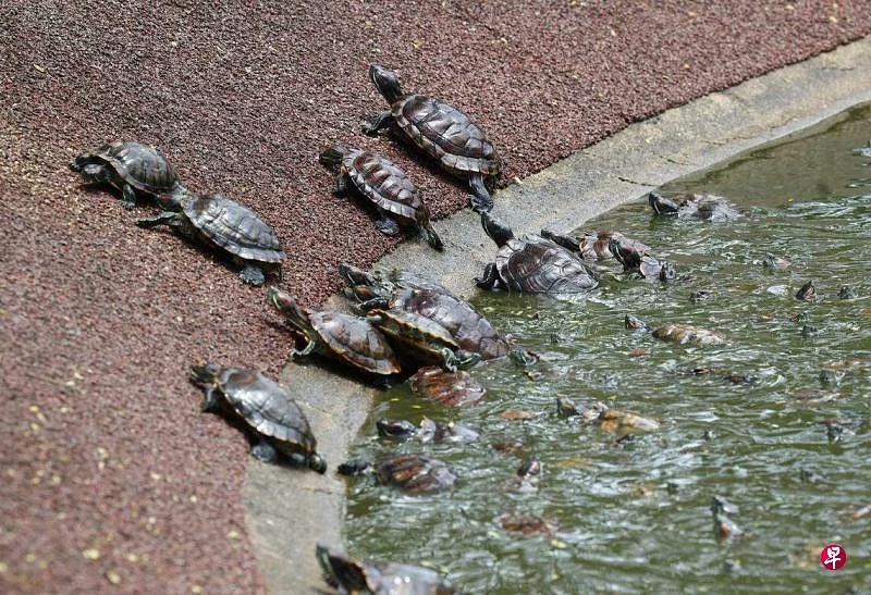 （已簽發）柔：獅城二三事：隨意放生綠池成煉獄 公園現活龜吃死龜