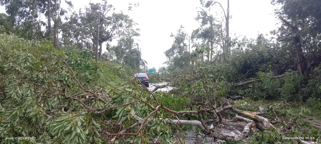 （已签发）柔：视频：树倒压车，古来哥打路段交通混乱