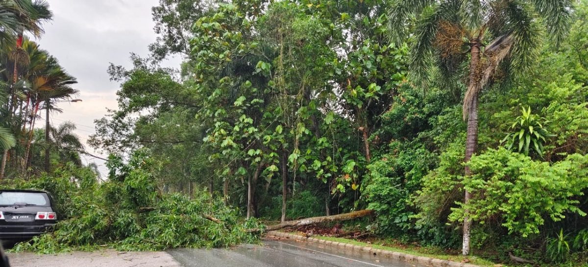 （已簽發）柔：雨中樹倒砸中車，幸無人傷