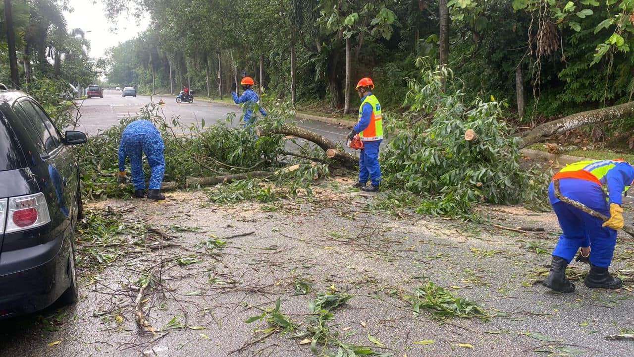 （已簽發）柔：雨中樹倒砸中車，幸無人傷